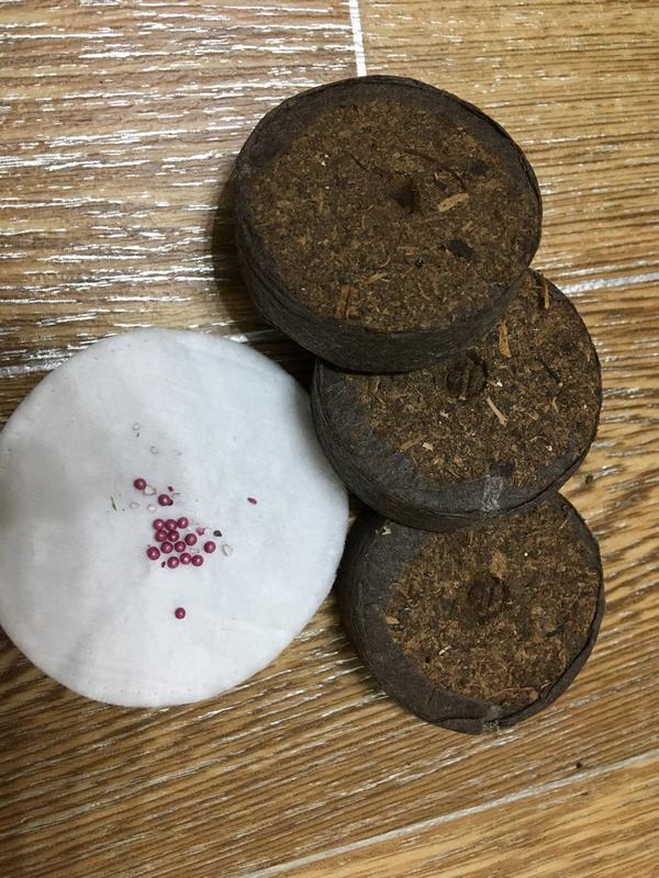 Добрый день! Пришли Семена Клубники. Надо ли замачивать и держать в холодильнике уже обработанные семена (в глазури)? Или можно сразу в торфяные таблетки садить ?