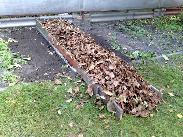 засыпать сухими листьями