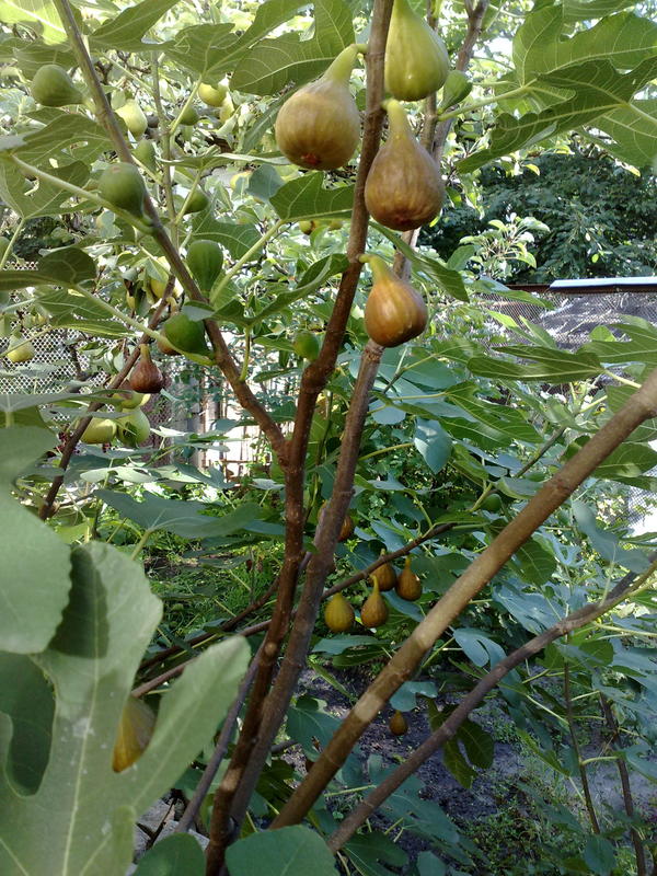 2 урожая в год (это 1-й летний).