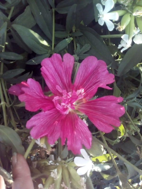 Мальву вырастила рассадой ,цветение первого года( она обильно цветет на вт.год)