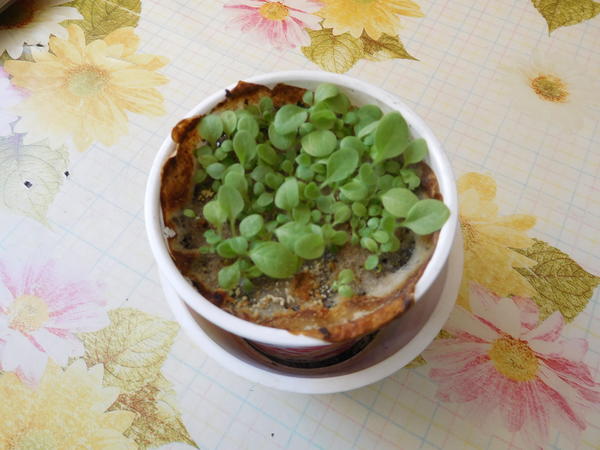 24.03.2020 г. Это вся рассада, которая будет защищать около 50 соток.