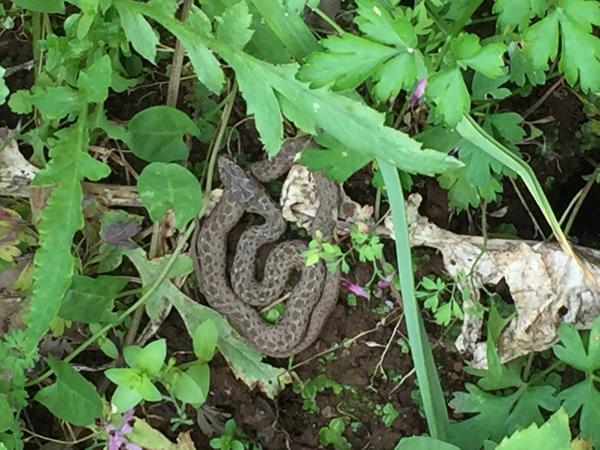 Ядовита она?