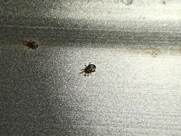 Как называются эти маленькие жуки? - ответы экспертов 7dach.ru