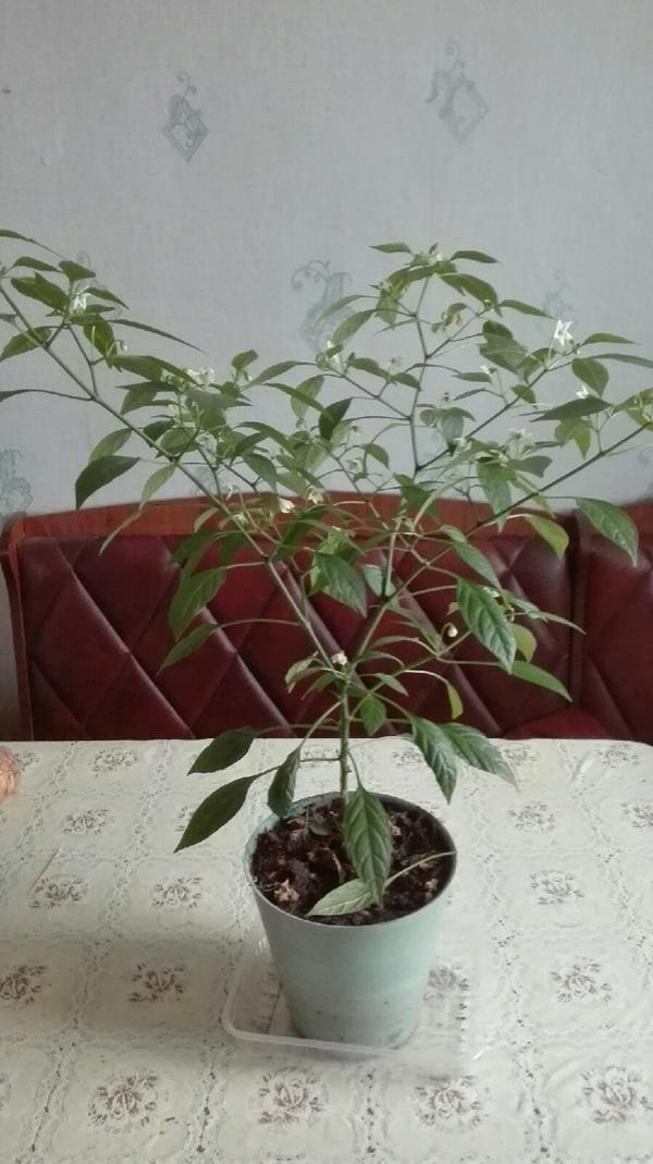 Дракоша