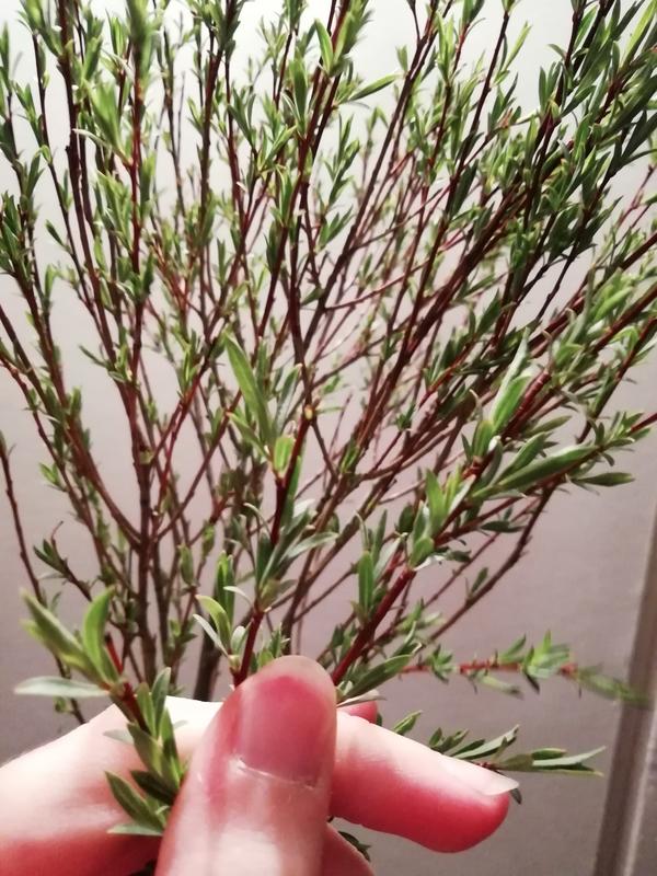 Растение, кустарник, красные веточки с маленькими узенькими зелёными листочками