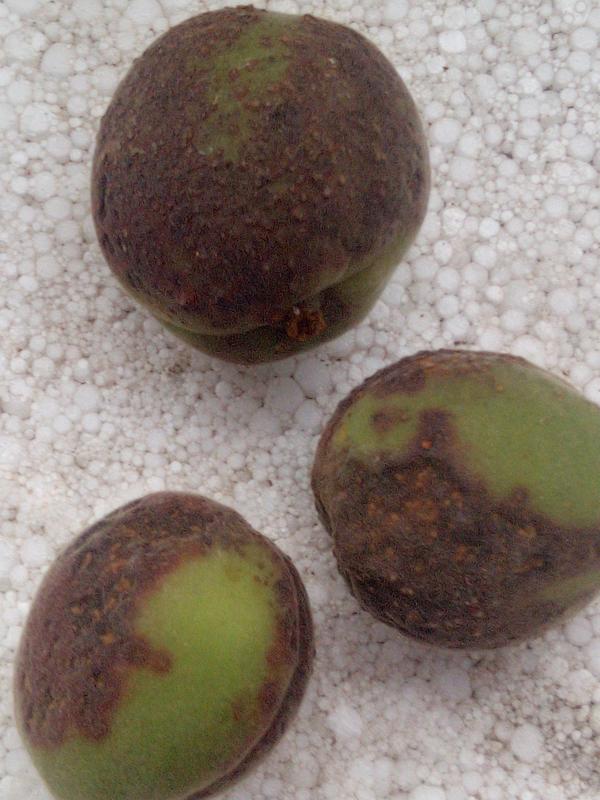 Пораженные зелёные плоды абрикоса.Что это за болячка,как лечить?