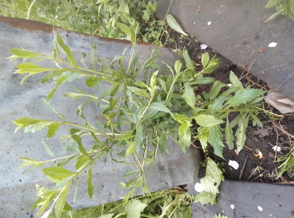 Может вы и моё растение знаете? С колючками, цветки мелкие голубые, плоды жёлтые, сьедобные