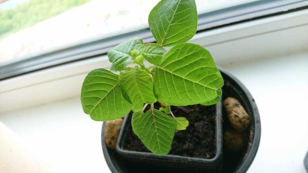 неизвестное растение сверху