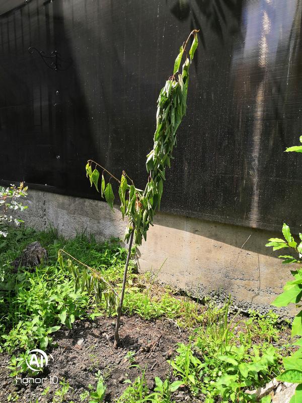 последний саженец засыхает