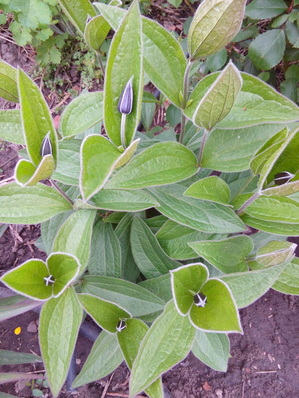 Подскажите,пожалуйста,что это за цветок?