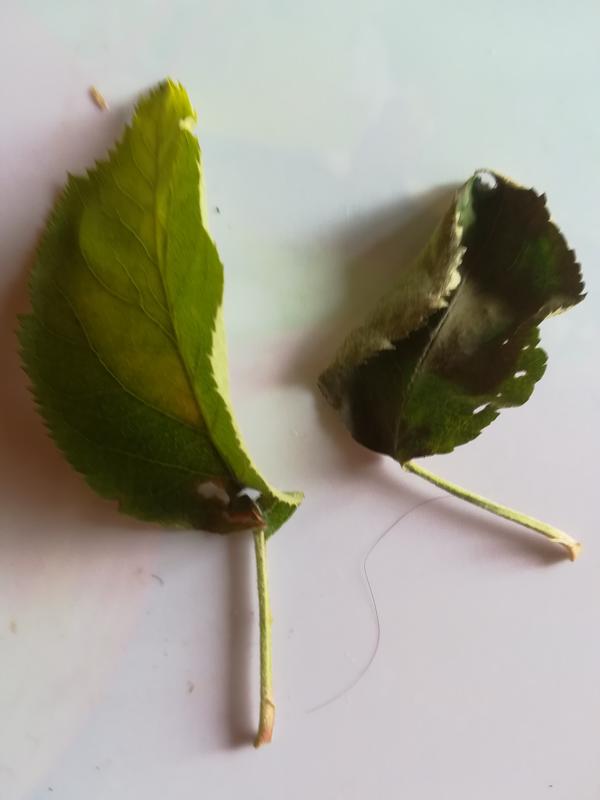 Листья в начале заболевания и опавший лист