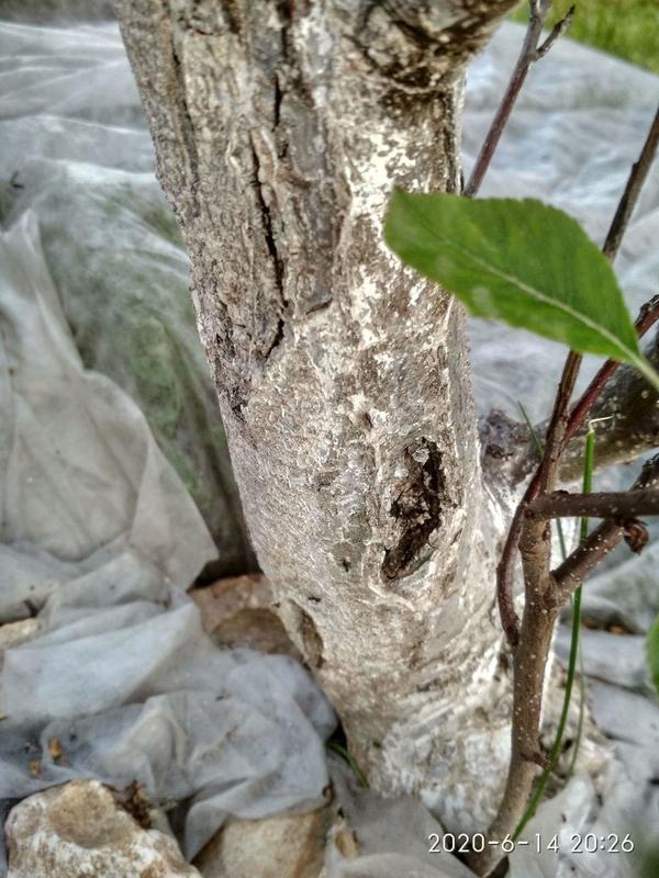 По всему стволу новые и старые морозобоины и раны