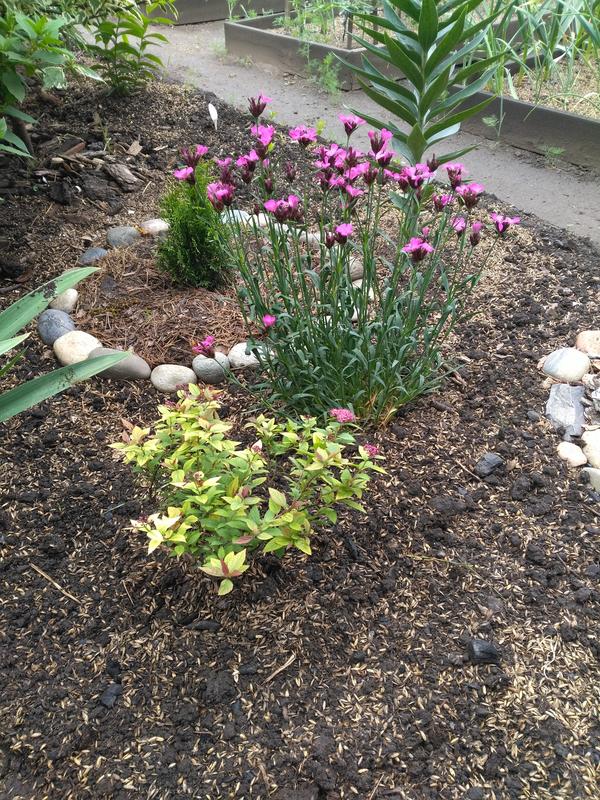 Многолетние гвоздики: низкорослые и мелкоцветковые. Виды, сорта, фото