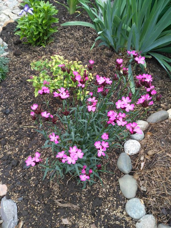 Многолетние гвоздики: низкорослые и мелкоцветковые. Виды, сорта, фото