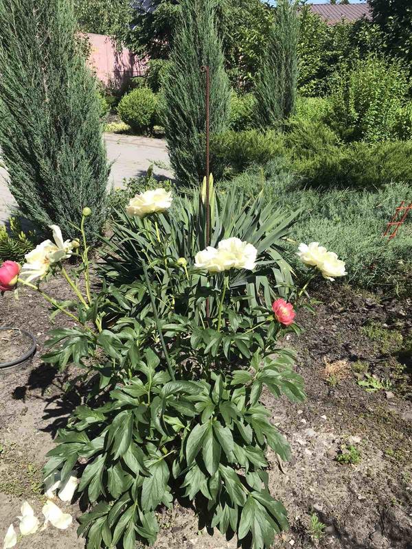 второй год (этот, 2020) цветение было роскошным( фото 1) 
пионы-хамелионы - не знаю названия..


Источник: https://7dach.ru/topic/add/?blog_id=68