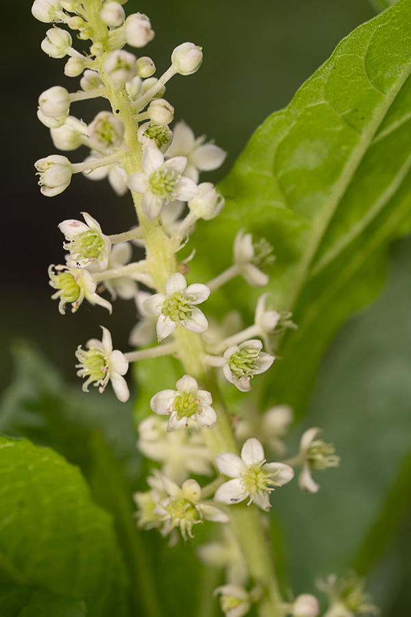 Невысокое растение с белыми мелкими цветами