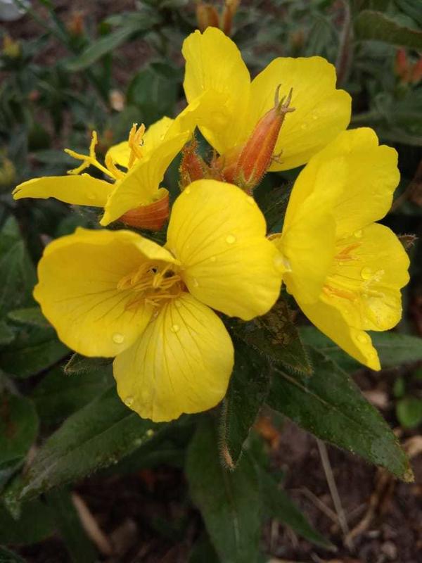 Желтый цветок, растет в средней полосе России