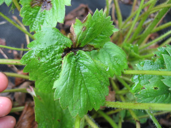 больной лист