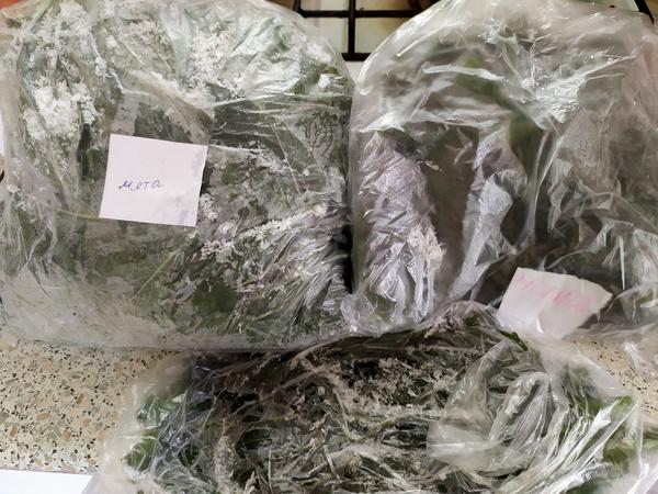 Вот малая часть заготовленной и замороженной на зиму травы.