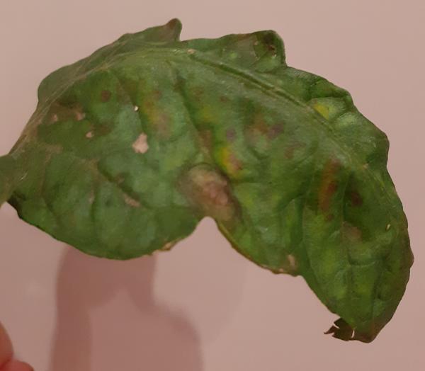 Фитофтороз?