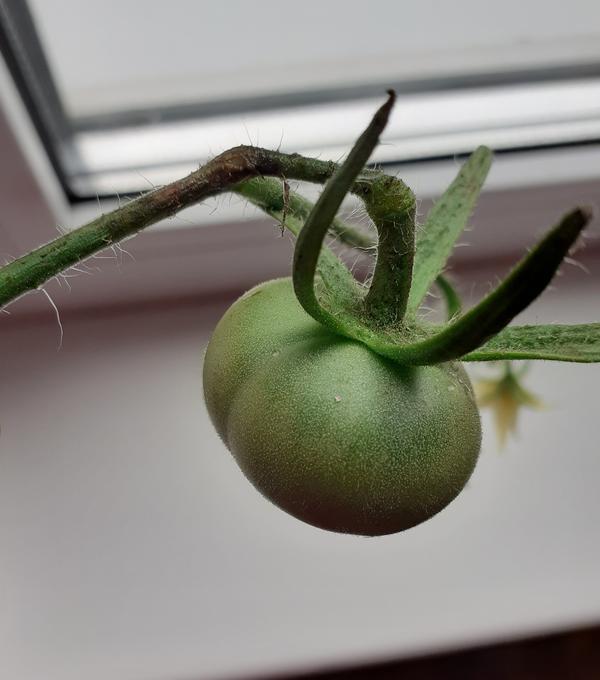 На одном кусте такая кисть.