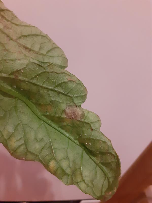 Нижняя сторона листа