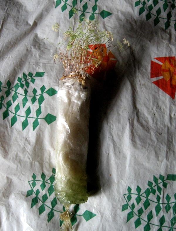 улитка