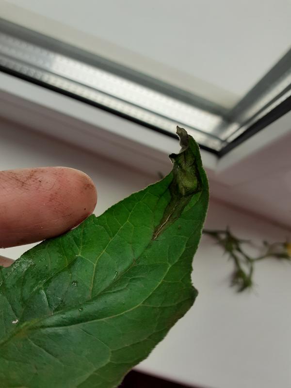 Фитофтороз?