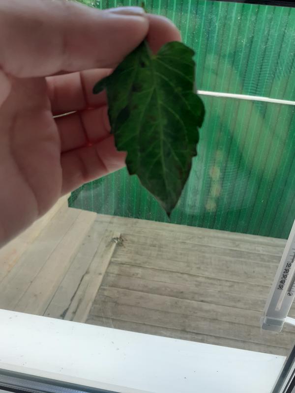 Верхняя часть листа