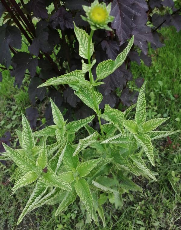 Растение с пестрыми листочками
