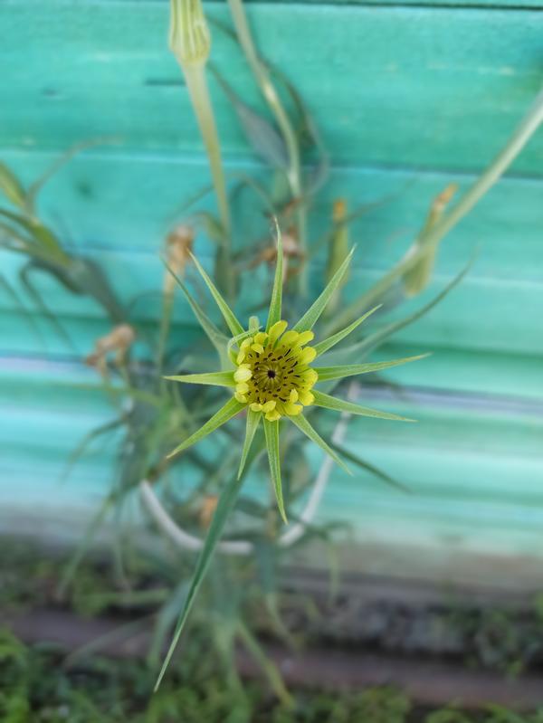Растение с желтым цветком