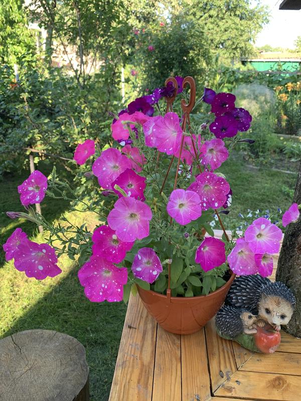 Петуния “Dot Star Deep Pink” в моем саду
