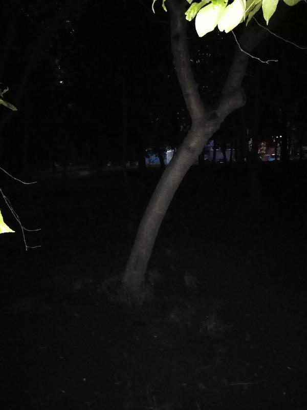 Само дерево
