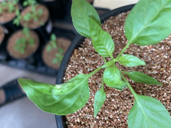 Другой ракурс увядания