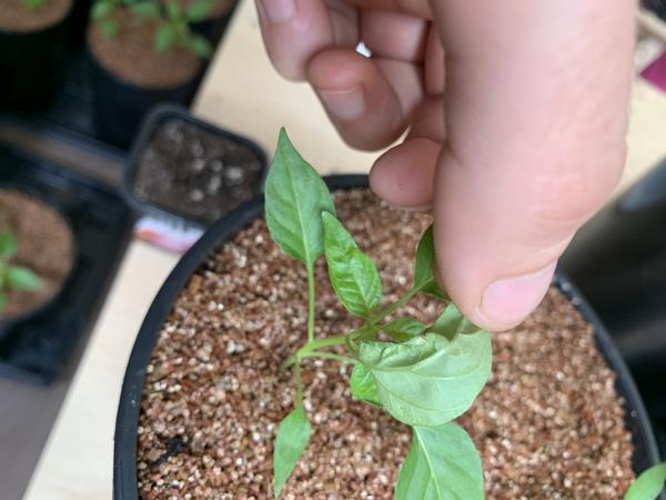 Оборотная сторона.