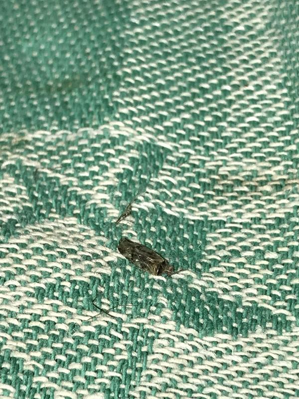 Похож на маленького таракана,с крыльями.Второй день подряд нахожу такого на одеяле,кто это,и опасен ли?