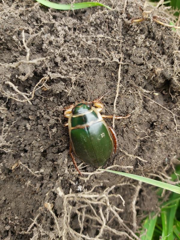 Зеленый жук. Примерно 5 см.