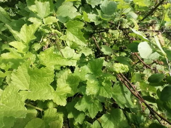 здесь видно что некоторые листья "скукожились" уже (3 июля)