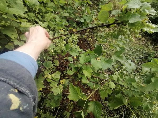 3 июля, ягоды еще зеленые