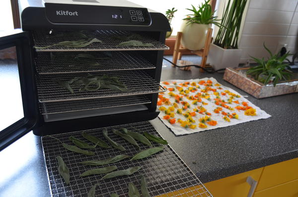 Шалфей  сохнет 12 часов при темп 35