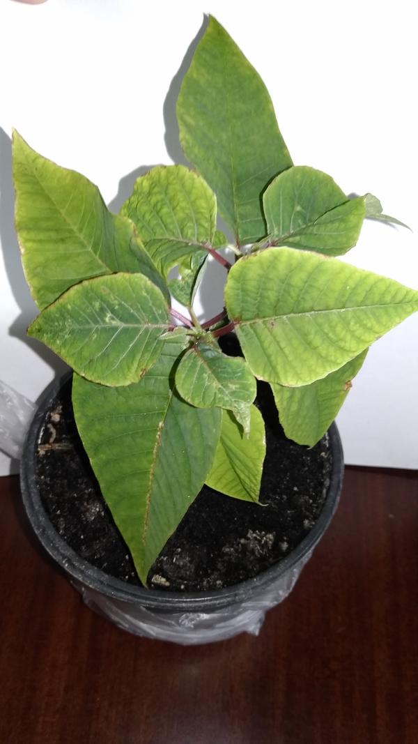 Пуансеттия, молодое растение