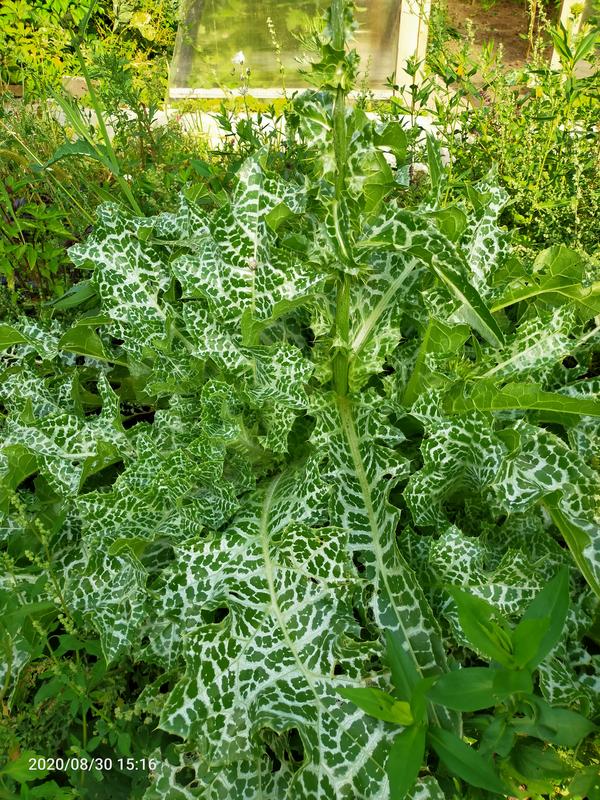 Bush
