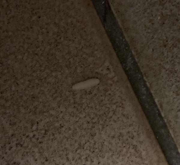 Под ковром нашла около 20 вот таких червей. В квартире. Не далеко от клетки с мышью. Больше ничего в чем могут завестись насекомые поблизости нет. Что это такое? Помогите пожалуйста