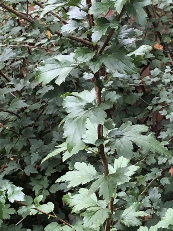 Ветка кустарника