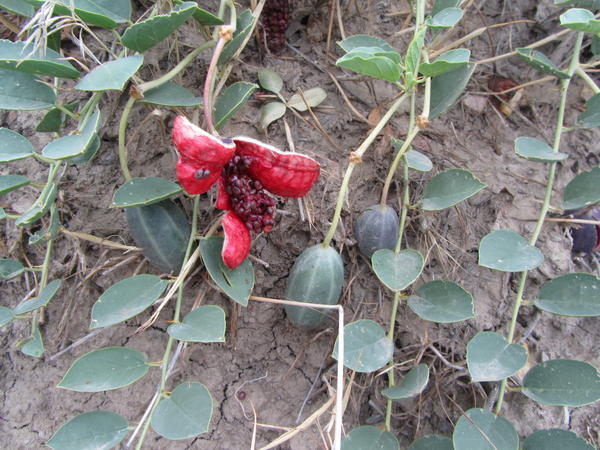 Растение с плодами похожими на огурец, а внутри плод красный с семенами