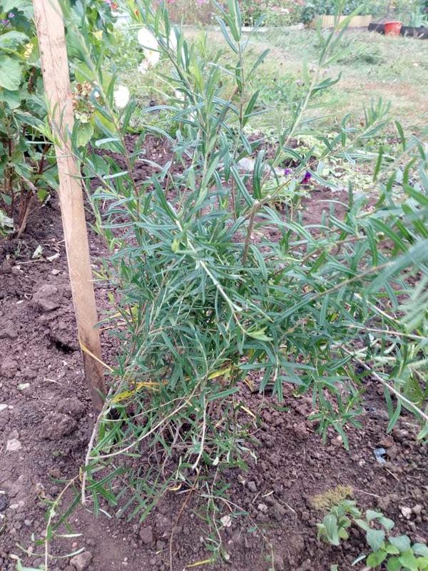 Что за растение?