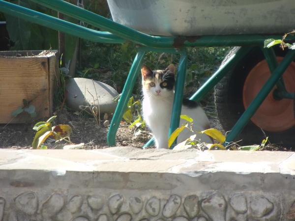 Тома нас ждёт