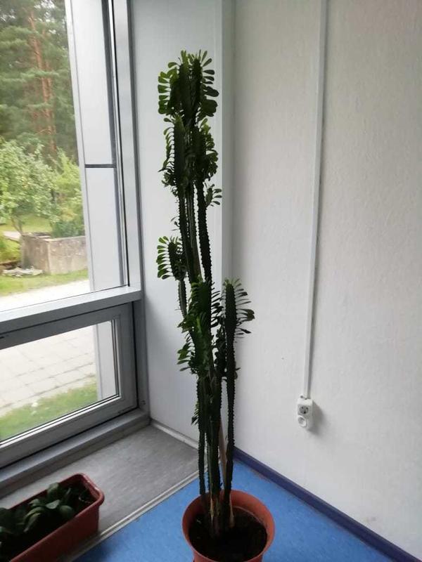 Очень высокое растение в горшке