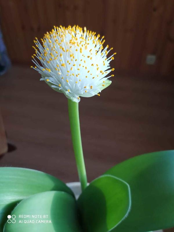 Какое название у цветка?