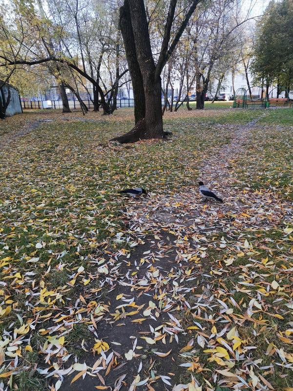 Вороны пользуются хорошей погодой тоже.